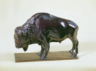 Bison, 1907